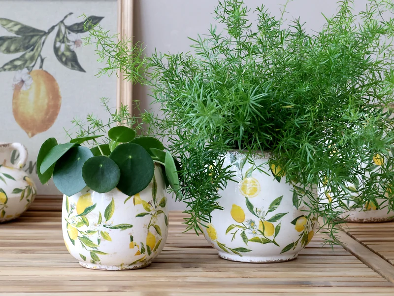 Chic Antique Limone Blumentopf mit Zitronenmotiv