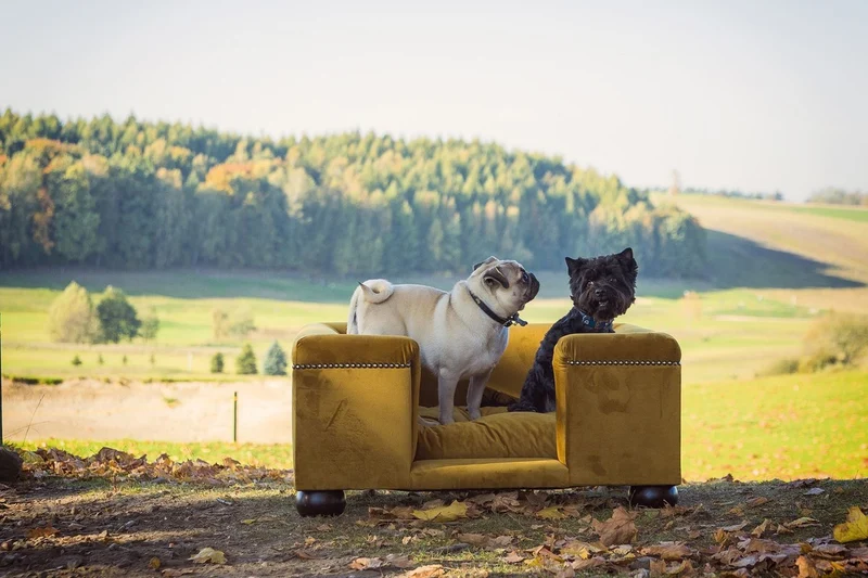 Casa Padrino Luxus Hundebett Ocker / Dunkelbraun / Ocker 95 x 75 x H. 37 cm - Modernes Rechteckiges Hundebett mit Kissen - Luxus Hundemöbel - Luxus Tiermöbel