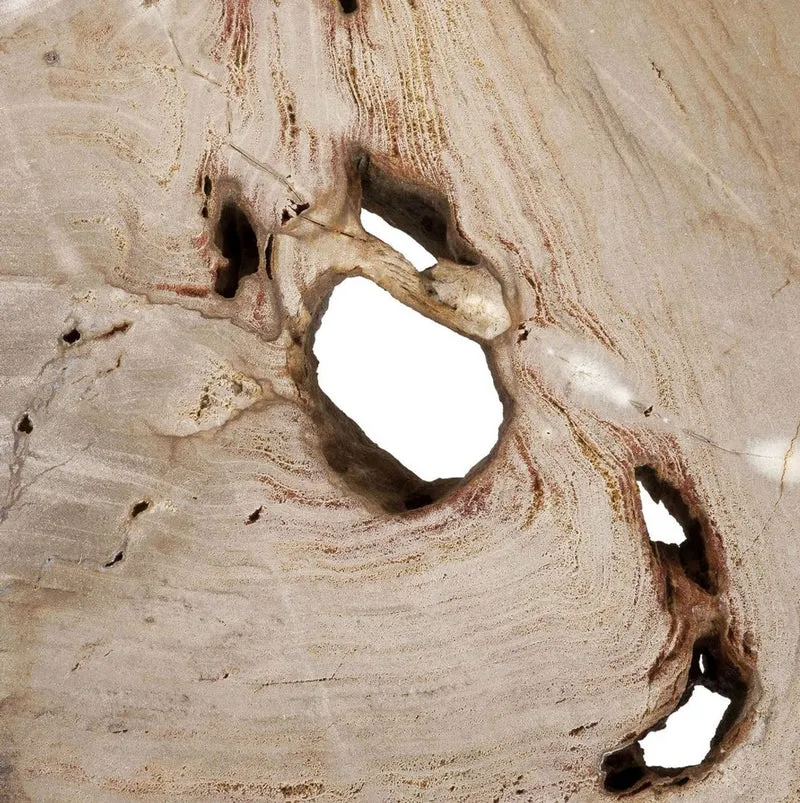 Casa Padrino Luxus Couchtisch Naturfarben / Silber 115 x 68 x H. 35 cm - Edler Wohnzimmertisch mit versteinerter Holz Tischplatte und Edelstahl Beinen - Luxus Wohnzimmer Möbel