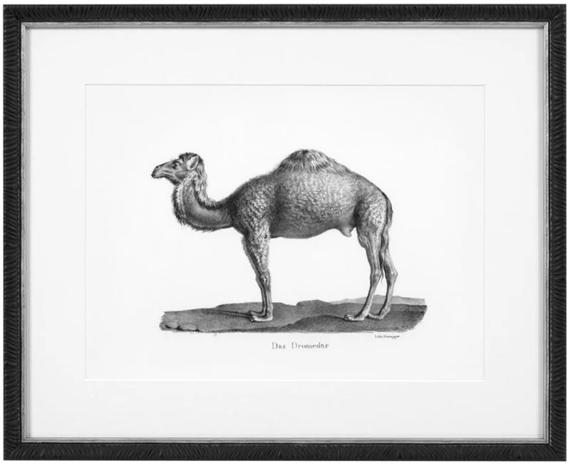 Casa Padrino Bilder 6er Set Historische Tiere Schwarz / Weiß 53,5 x H. 43,5 - Luxus Kunstdrucke mit Holzrahmen