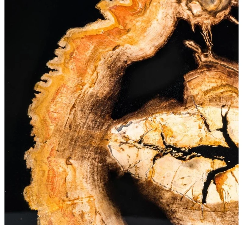 Casa Padrino Designer Couchtisch mit eingearbeitetem versteinertem Holz - Limited Edition