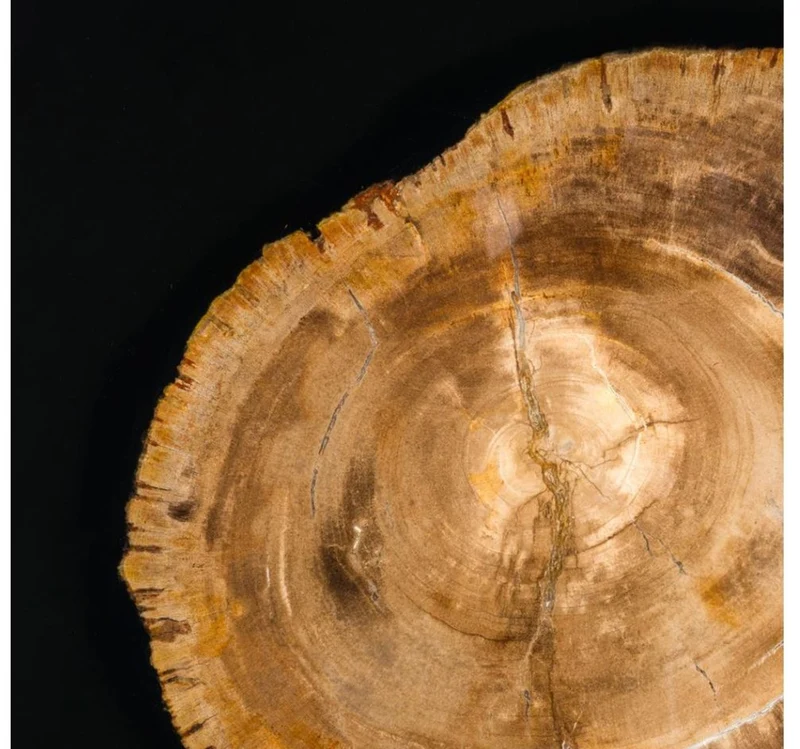 Casa Padrino Designer Couchtisch mit eingearbeitetem versteinertem Holz - Limited Edition